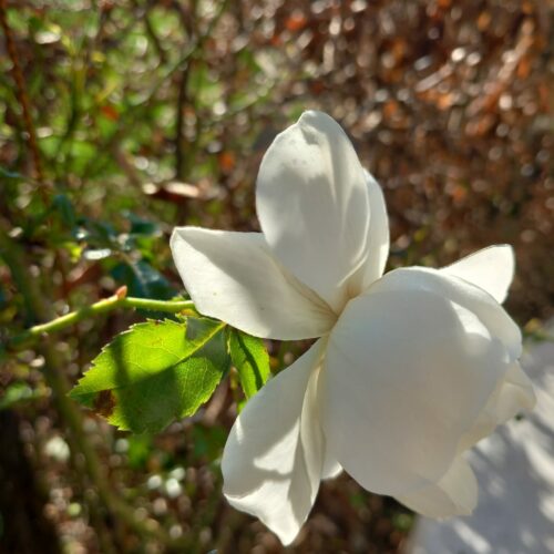 Maison avec jardin, piscine et jacuzzi, la rose blanche fleurie